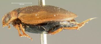 Media type: image;   Entomology 5994 Aspect: habitus lateral view
